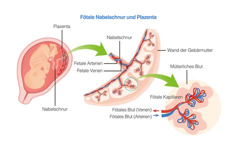 Entwicklung der Nabelschnur im frühen Stadium der Schwangerschaft