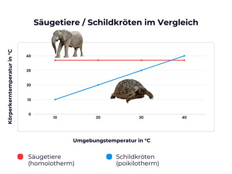 Vergleich eines Kegeldifferentials und eines Kugeldifferentials
