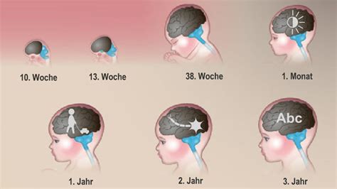 Schema der Gehirnentwicklung und der Einfluss von Glukokortikoiden auf Vorläuferzellen