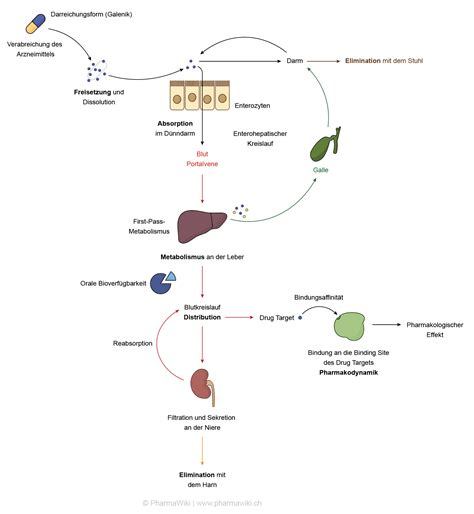 Schema der Pharmakokinetik von Theophyllin bei Neugeborenen und Erwachsenen mit Hervorhebung der Unterschiede in Metabolisierung und Ausscheidung.
