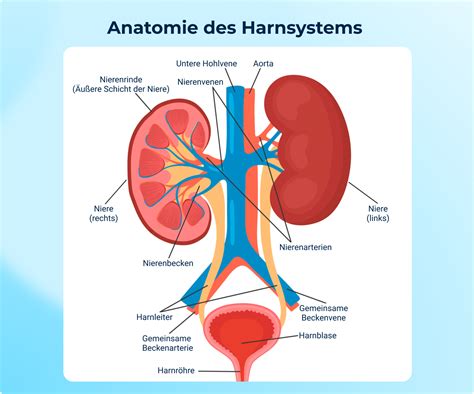Schema des menschlichen Harnsystems mit den Nieren und Harnleitern.
