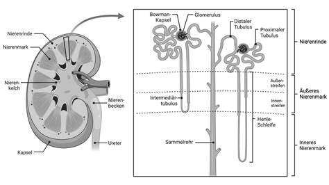 Schematische Darstellung der chirurgischen Entnahme einer Niere.