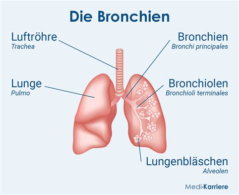 Schema der Lunge mit Hervorhebung der Bronchiolen