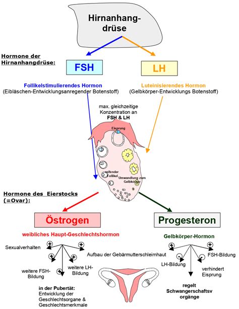 Schema des weiblichen Hormonhaushalts während und nach einer Schwangerschaft