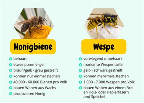 schema zur Unterscheidung von Bienen- und Wespenstichen mit visuellen Merkmalen und Verhaltensweisen