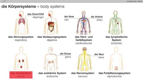 Grafik, die die verschiedenen Körpersysteme zeigt, die von paraneoplastischen Syndromen betroffen sein können (Nervensystem, endokrines System, Haut).