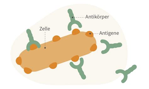Schema, das den Mechanismus der Antikörperbildung und deren Angriff auf Nervenzellen zeigt.