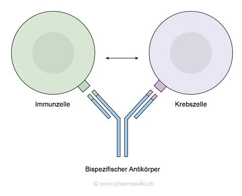 Beispiel eines Immunoblot-Ergebnisses, das die Detektion von paraneoplastischen Antikörpern zeigt.