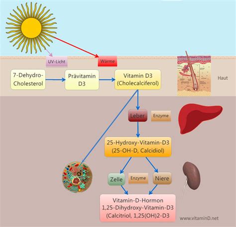 Schema zur Bedeutung von Vitamin D, Calcium und Eisen für die kindliche Entwicklung