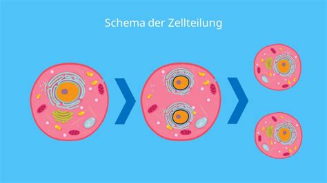 Schematische Darstellung der ersten Zellteilung eines Säugetier-Embryos