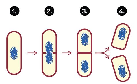 Grafik, die die Vermehrung von Bacillus cereus in ungekühlten Nudeln zeigt.