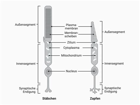 Illustration verschiedener Arten von Heimschwangerschaftstests (Stäbchen, Kassette) und deren Anwendung.