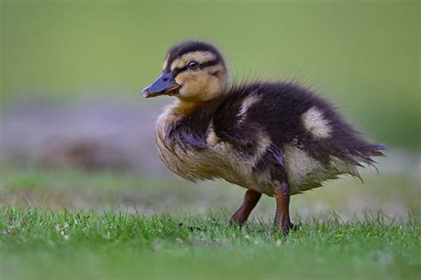 Nahaufnahme eines frisch geschlüpften Entenküken