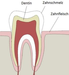 Histologischer Schnitt eines Zahns, der die Schichten von Dentin und Zahnschmelz zeigt