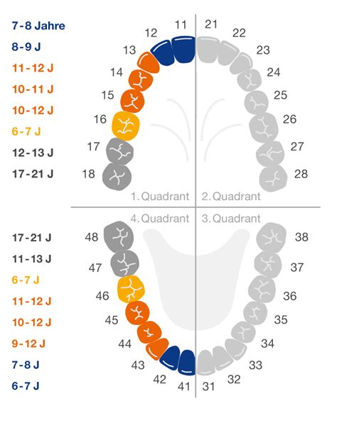 Übersicht über den Durchbruch der Milch- und bleibenden Zähne
