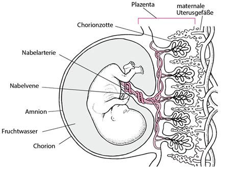 Darstellung der Plazenta und der Interaktion zwischen Mutter und Embryo