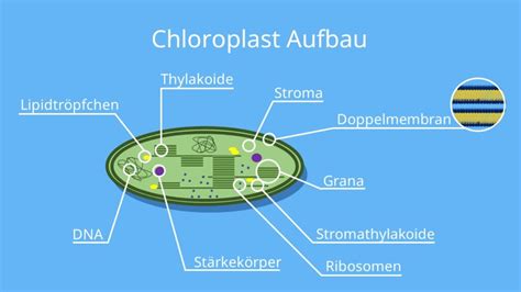 Aufbau eines Chloroplasten