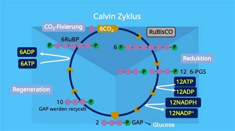 Ablauf des Calvin-Zyklus