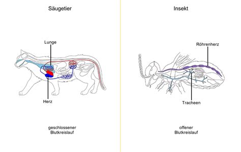 Vergleich der Gehirnstruktur von Insekten und Säugetieren, mit Fokus auf die Komplexität und die Lernfähigkeit.