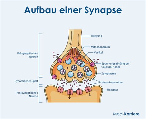 Schema zur Veranschaulichung der neuronalen Ausstattung, die für Schmerzempfinden notwendig ist, und wie sie bei verschiedenen Insektenarten vorhanden ist.