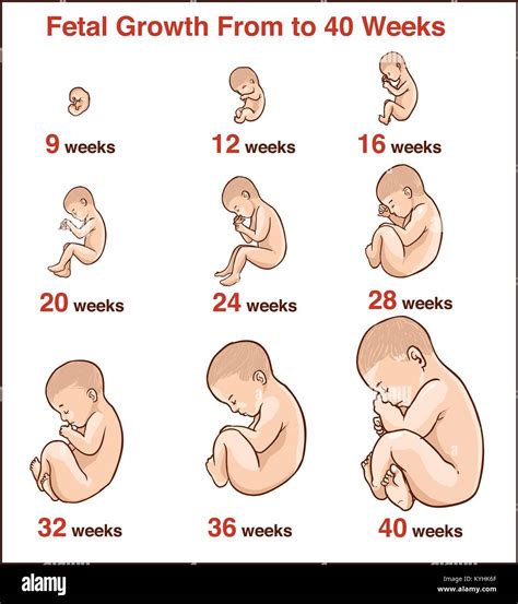 Grafik, die das Wachstum des Kopfumfangs eines Babys während der Schwangerschaft über die SSW hinweg darstellt