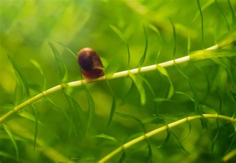 Eine Nahaufnahme von Aquarienpflanzen, die potenziell Schneckeneier an den Blättern verstecken.