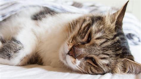 Katze liegt entspannt auf einer Decke