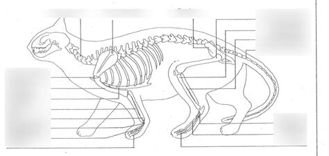 Schema einer Katze mit hervorgehobenen potenziellen Infektionsstellen