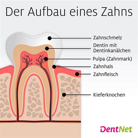 Schema, das den dünneren Zahnschmelz von Milchzähnen im Vergleich zu bleibenden Zähnen zeigt.