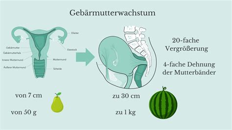 Grafik, die das Wachstum der Gebärmutter und die Dehnung der Mutterbänder über die Schwangerschaftswochen darstellt