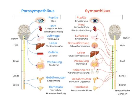 Schema zur Wirkung des non-nutritiven Saugens auf das parasympathische Nervensystem