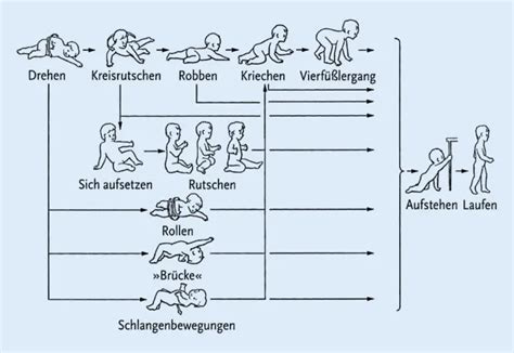 Schema zur Förderung der motorischen und sozialen Entwicklung durch Babyschwimmen