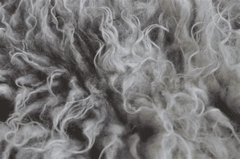 Ein Stück Vlies einer Bunten Skudde in herrlichem silbergrau