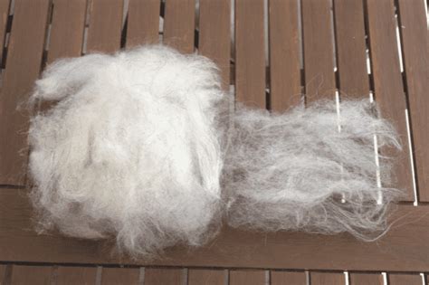 Vergleich von gemeinsam und getrennt verarbeiteten Skuddenfasern: (1) gewaschenes Stück Vlies, (2) Deckhaare (rechts) und Unterwolle (links) getrennt