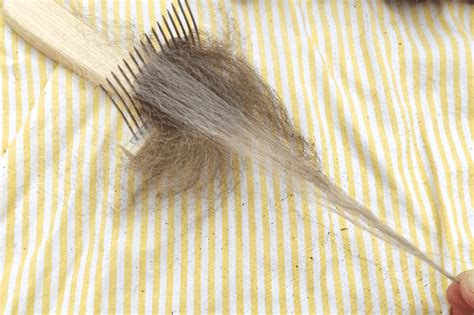 Vorbereitung der Skuddenfasern mit Kamm: (1) Locke in den Kamm einlegen, nur die Spitze mit den Deckhaaren fassen. (2) Deckhaare unter Hin- und Her-Bewegen ausziehen. Die Unterwolle bleibt im Kamm.