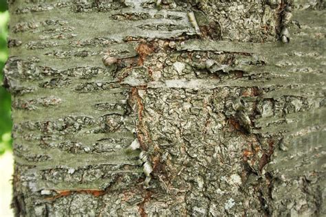 rot-braune, glatte Rinde der Süßkirsche 'Erika' als Blickfang im Garten
