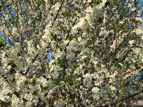 weiße, duftende Blüten der Süßkirsche 'Erika' im Frühling, umgeben von Bienen