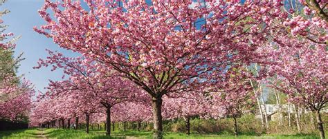Schnittstellen an einem Kirschbaum zur Förderung der Kronengesundheit