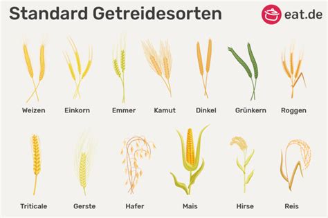 Illustration von verschiedenen Getreidesorten, die für Frischkornbrei verwendet werden können (Weizen, Hafer, Roggen, Gerste, Hirse, Dinkel, Amaranth, Emmer)