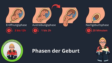 Infografik, die die verschiedenen Phasen der Schwangerschaft und Geburt darstellt.