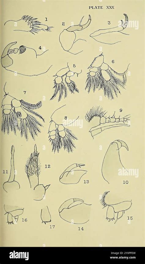 Detailaufnahme der verschiedenen Texturen und Borsten des Tintenfisch-Spielzeugs.