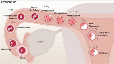 Schematische Darstellung der Embryonalentwicklung von der Befruchtung bis zur Gastrulation.