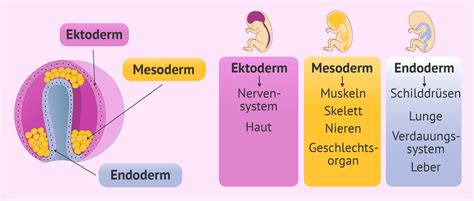 Illustration der Gastrulation mit den drei Keimblättern: Ektoderm, Mesoderm und Endoderm.