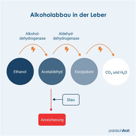 Schematische Darstellung des Alkoholabbaus im Körper mit den beteiligten Enzymen ADH und ALDH.