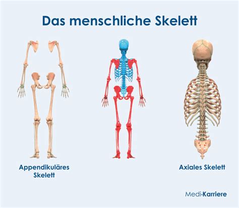 Illustration, die die einzelnen Teile des Cool Twisters zeigt, die zur Reinigung demontiert wurden