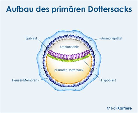 Schema der embryonalen Entwicklung mit Dottersack