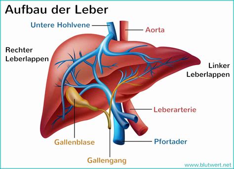 Schematische Darstellung des Dottersackkreislaufs und der Gefäßverbindungen zur Leber