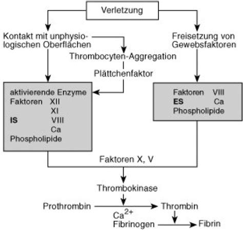 Schema der Blutgerinnung und der Stelle, an der die Faktor V Leiden Mutation eingreift