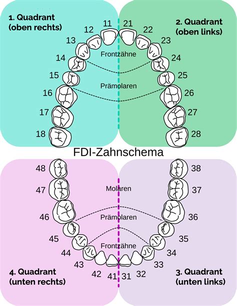 Schema des menschlichen Gebisses mit Milchzähnen und bleibenden Zähnen
