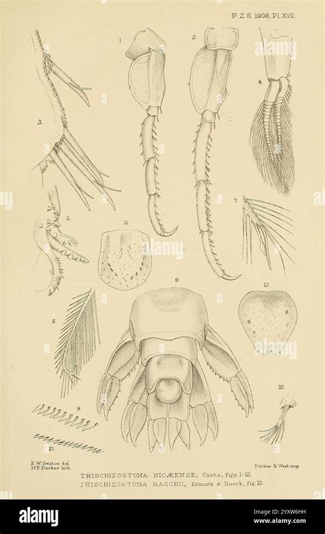 Illustration einer Preemie-Windel mit hervorgehobenen Merkmalen wie konturiertem Kern und atmungsaktiven Lagen